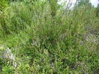 SAM_0671.webp