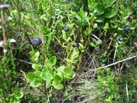 SAM_0672.webp