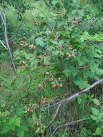 SAM_0674.webp