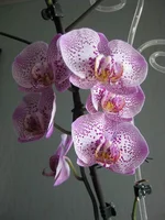 11.webp