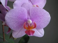 15.webp