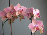 16.webp