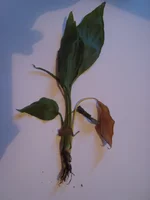 DSC07840.webp
