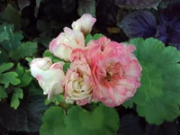 P_20140803_084022.webp