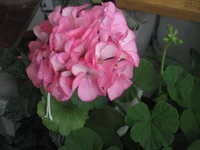 IMG_8135.webp