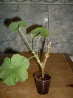 SDC15874.webp