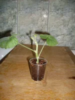 SDC15877.webp