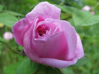 Foto 061.webp