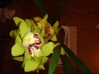 x_390896ec.webp