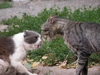 .webp