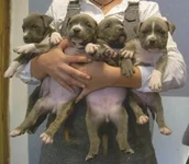 normal_blue pups.webp