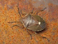 CRW_4064.webp