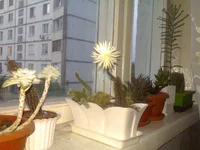 005.webp
