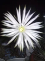 011.webp