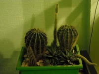 DSCN0023.webp