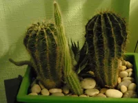 DSCN0025.webp