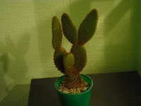 DSCN0026.webp