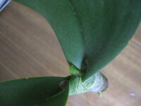 IMG_5790.jpg