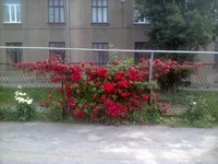 0158[1].webp