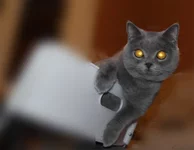 kolichew.webp