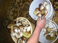 P9204355_новый размер.webp