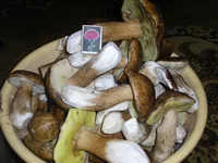 P9204356_новый размер.webp