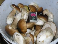 P9204357_новый размер.JPG