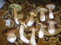P9204359_новый размер.JPG