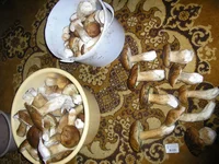 P9204360_новый размер.webp