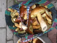 P9214366_новый размер.webp