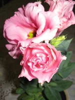 IMG_1749.webp IMG_1749.webp