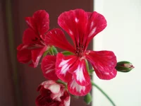 DSC00029.webp DSC00029.webp