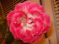 DSC00036.webp DSC00036.webp