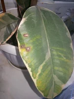 20140908_125229.webp