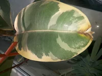 20140908_125239.webp