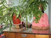 IMG_1078.webp