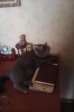 IMAG0206.webp