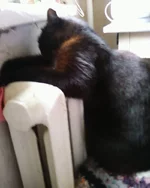 -0080_2011.webp