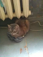  005.webp