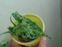 2014-09-11 19.24.32.webp