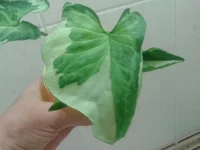 2014-09-11 19.22.58.webp