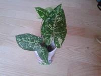 2014-09-13 11.58.59.webp