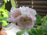 crop_104012305_QfmNS2.webp