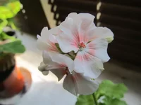 crop_104012355_WcpZf.webp