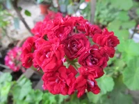 crop_104012427_fL5j1M.webp