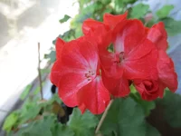 crop_104012819_6s03eU.webp