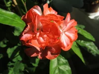 crop_104012899_TsGtr.webp