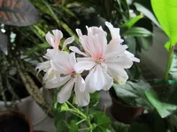 crop_104012983_Hc0YX.webp