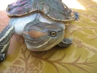  (20).webp