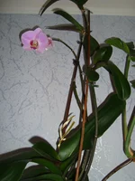 DSC00302.webp